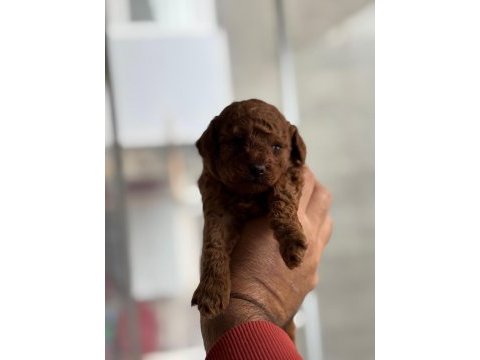 Kore poodle yavrular