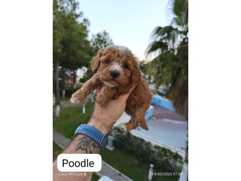 Poodle yavru köpekler