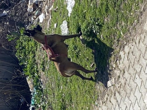 A kalitede kaliteli dişi belçika kurdu