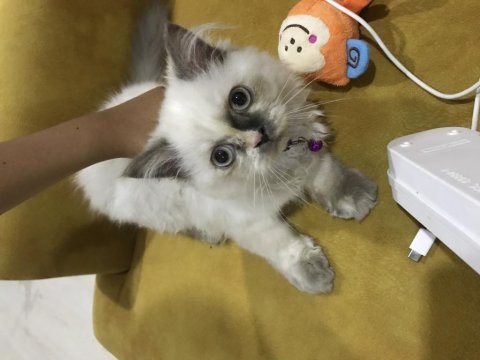 4 aylık dişi himalayan exotic yavrumuz