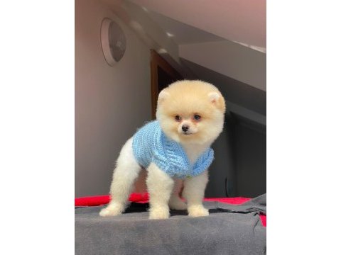 Teddy yavrum yeni yuvasını arıyor pomeranian boo
