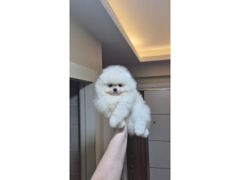 Ayıcık yüz orijinal ırk pomeranian boo