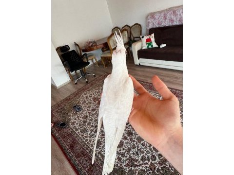 2 aylık albino sultan papağanı