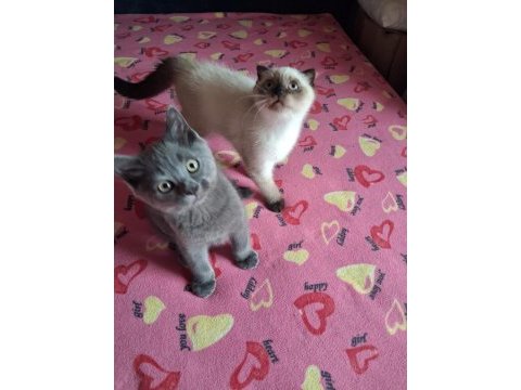 British shorthair yavrularımız