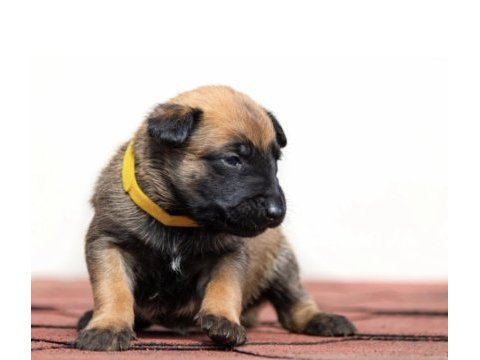 Belçika kurdu malinois köpeğimiz