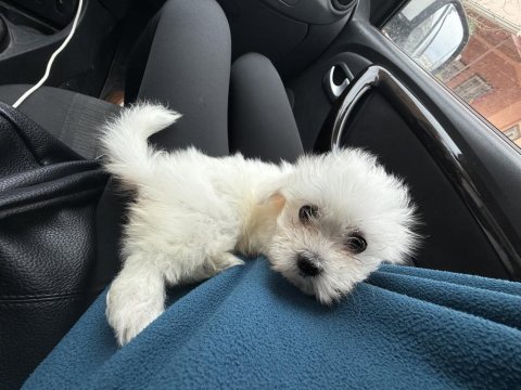 2.5 aylık yavru terrier