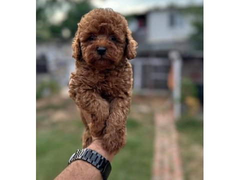 Poodle yavruları