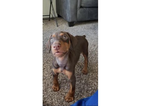 Rezerve açık doberman