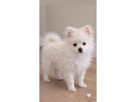 3 aylık pomeranian beyaz erkek sahiplendirilecektir