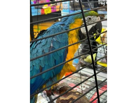 Ara macaw 4 yaşında