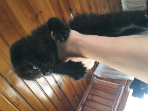 Siyah biri dişi ve biri erkek scottish fold yavrularım