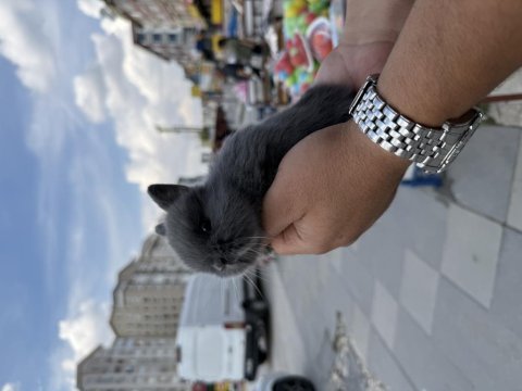 Cüce bebekler için arayınız