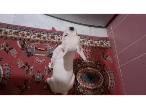 3 aylık french bulldog oğlumu sahiplendiriyorum