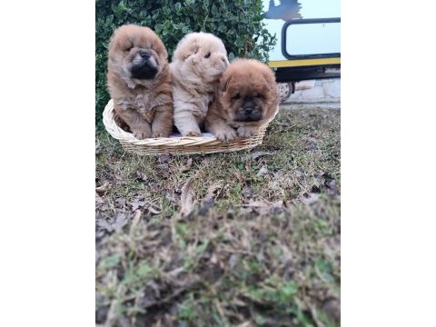 Mükemmel kalitede ayı surat chow chow (çin aslanı)