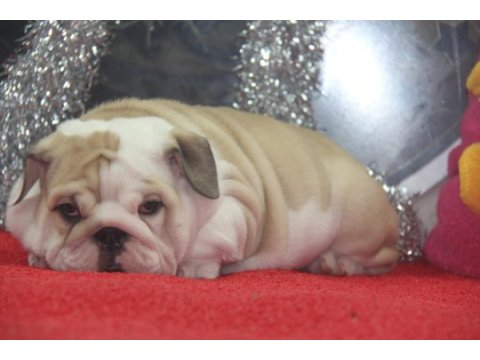 Üst düzey ingiliz bulldog yavrular