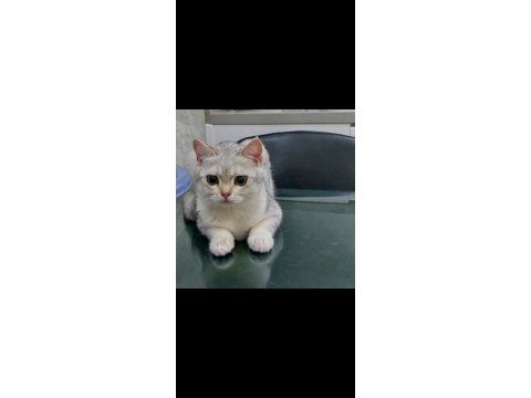 British shorthair erkek