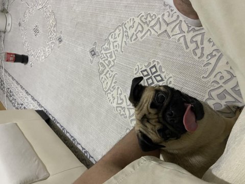 2 yaşında dişi pug