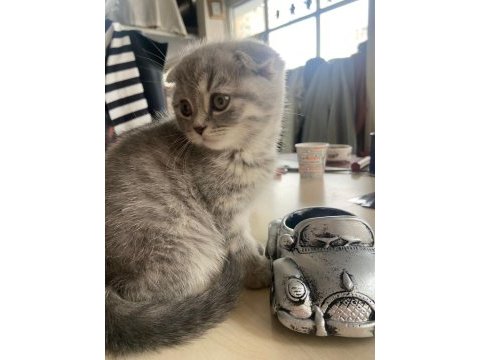 2 aylık dişi scottish fold