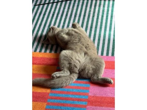 British shorthair dişi