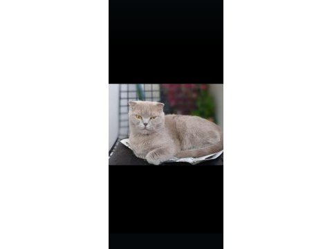 Ücretsiz sahiplendirme scottish fold kedimiz