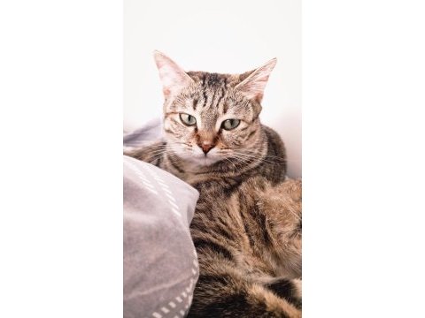 İyi bakabilecek birine kedimiz ücretsiz sahiplendirilecek
