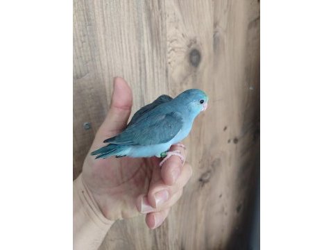 Yeni yeme düşmüş forpus bebekler