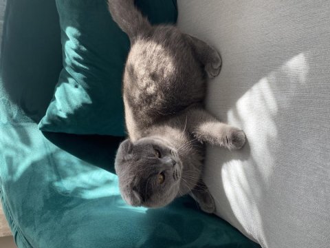 British longhair