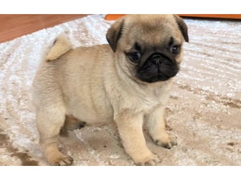 Pug saf ırk