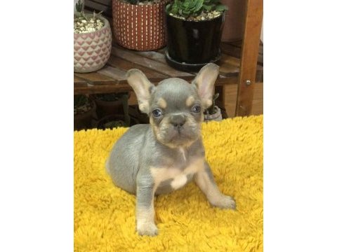 Erkek french bulldog köpekler
