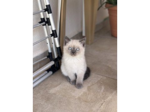 British shorthair blue point yavru
