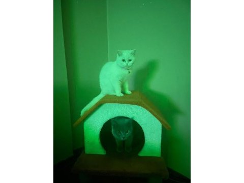 Kızımıza yeni ev british shorthair