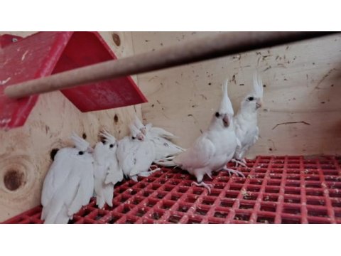 Albino sultan papağanları