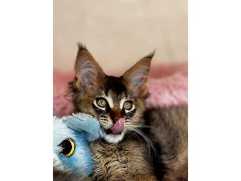 Kalitenin adı big claw maine coon