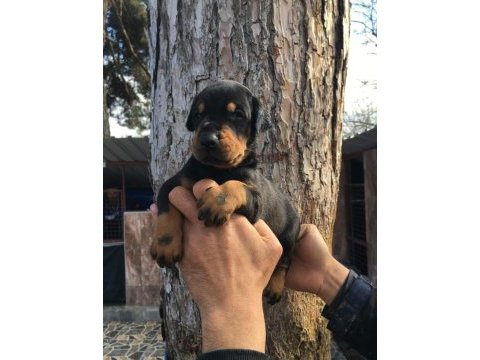 Irk garantili rottweiler yavrular