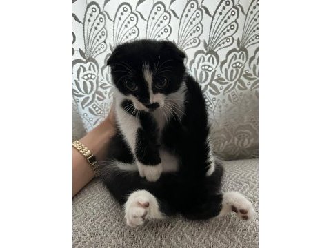 3 aylık yavru scottish fold