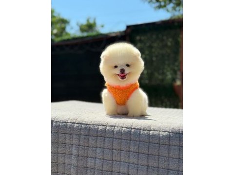 Gülen surat pomeranian boo miniğimiz