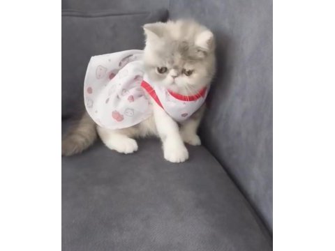 Full şecereli 55 günlük exotic shorthair