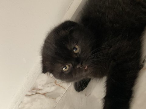 Scottish fold kedi cinsli