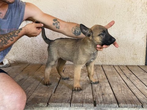 Koca patili malinois yavrumuz