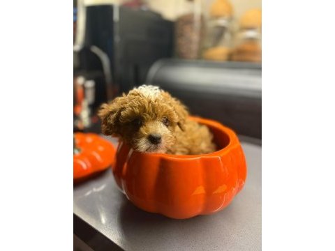 Maltipoo yavrularım orijinal