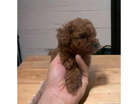 Mini boy toy poodle yavrular