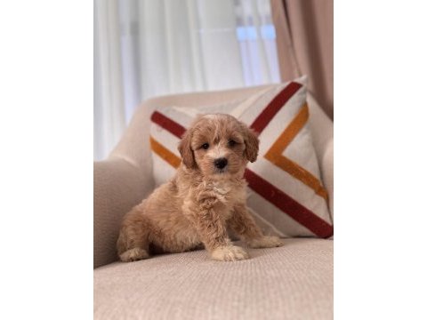 Güzeller güzeli maltipoo