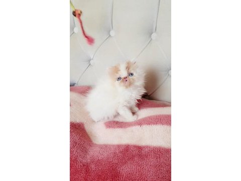Persian bebişler