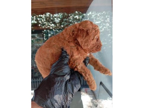 Irk ve sağlık garanti poodle yavrularımuz