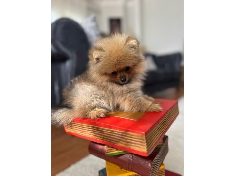 Mikro pomeranian bardak boy