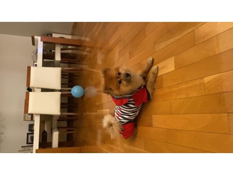 3 yaşında erkek pomeranian spitz