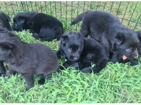 Solid black alman çoban kurtları