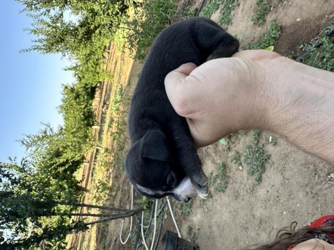 Chihuahua yavrularımız