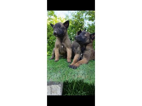 Safkan belçika malinois bebekler
