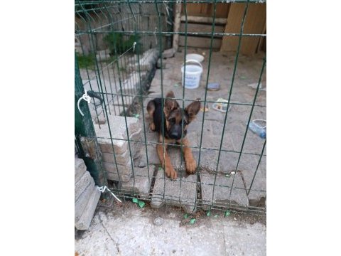 A kalite erkek alman çoban köpeği